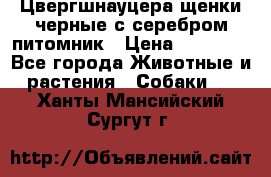 Цвергшнауцера щенки черные с серебром питомник › Цена ­ 30 000 - Все города Животные и растения » Собаки   . Ханты-Мансийский,Сургут г.